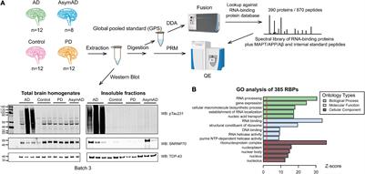 Targeted Quantification of Detergent-Insoluble RNA-Binding Proteins in Human Brain Reveals Stage and Disease Specific Co-aggregation in Alzheimer’s Disease